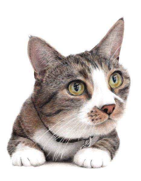 Becoming A Professional Artist With Coloured Pencils