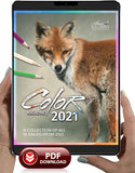 COLOR 2021 Entire year of issues - COLOR Magazine Collection Book