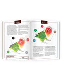 Jumpstart Level 3: Lovebird