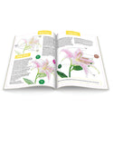 Jumpstart Level 3: Stargazer Lily
