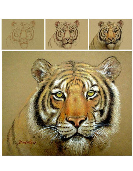 Mark　Pencil　Tutorial　Menendez:　Tiger　Bengal　Colored