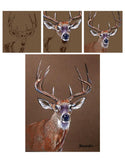 Mark Menendez: White Tail Buck Colored Pencil Tutorial