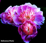 Low Heat, Bright Colors! - Jelly Bean Class with Anda Chance