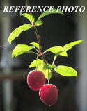 Sunlit Cherry Plums Tutorial - Free Download