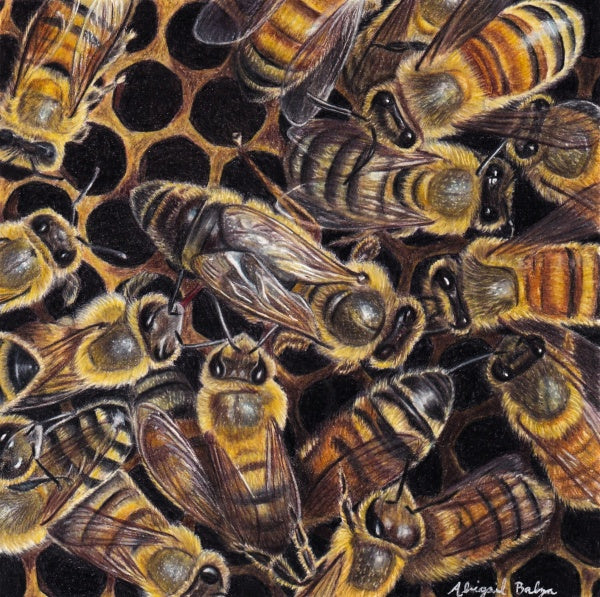 The Pencil Box - Featured Artists - October 2025