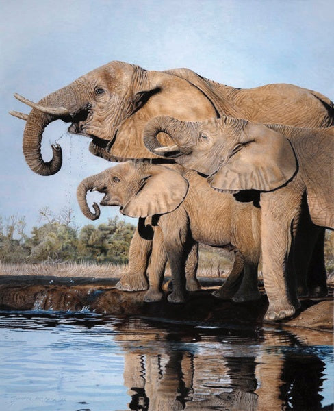 Why Only Animals & Why Colored Pencils