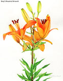 Botanical Art: An Expertly Drawn Flower - Jelly Bean Class with Amy Lindenberger