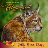 From Meh to Magnificent - Improve Your Animal Art - Jelly Bean Class with France Bauduin