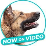 Video Workshop: Drawing Your Furry Best Friend - German Shepherd Edition Pajama Class with Aimee Croteau
