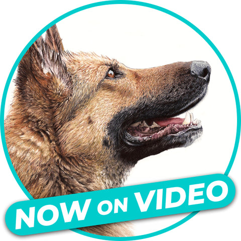 Video Workshop: Drawing Your Furry Best Friend - German Shepherd Edition Pajama Class with Aimee Croteau