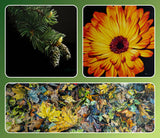 Winter Pinecones on Black - Pajama Class with Phil Schorn