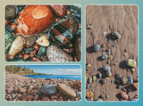 River Rocks II - Pajama Class with Scott Krohn