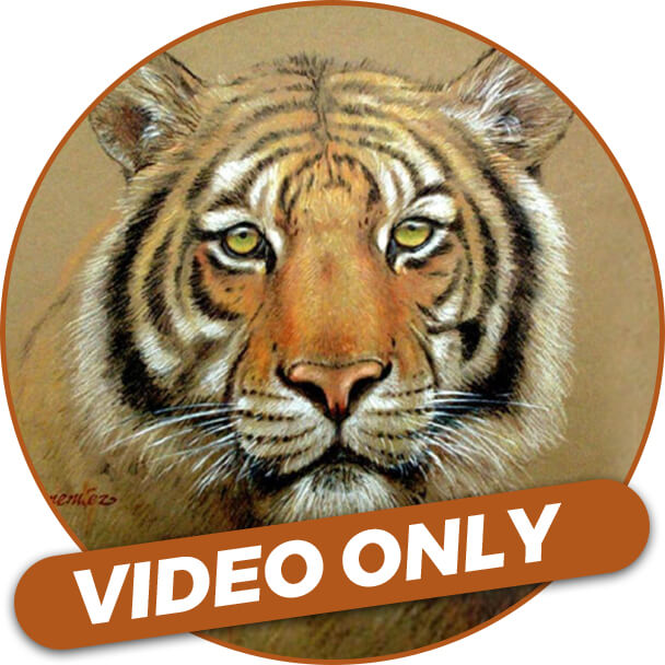 Video Workshop: Bengal Tiger with Mark Menendez