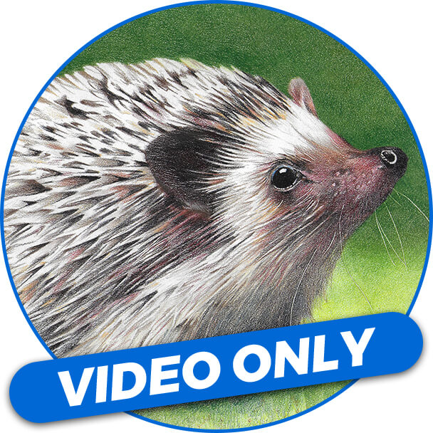 Video Workshop: Heidi the Hedgehog with Judith Selcuk