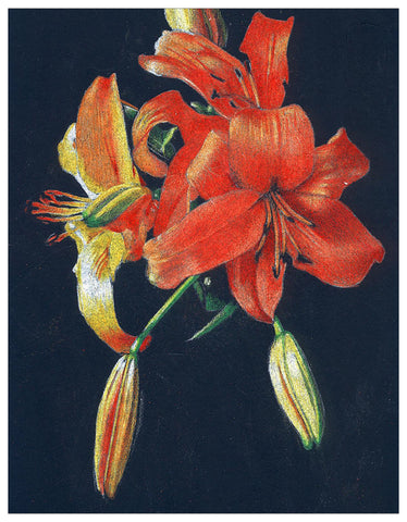 Day Lily Colored Pencil Digital Download Project