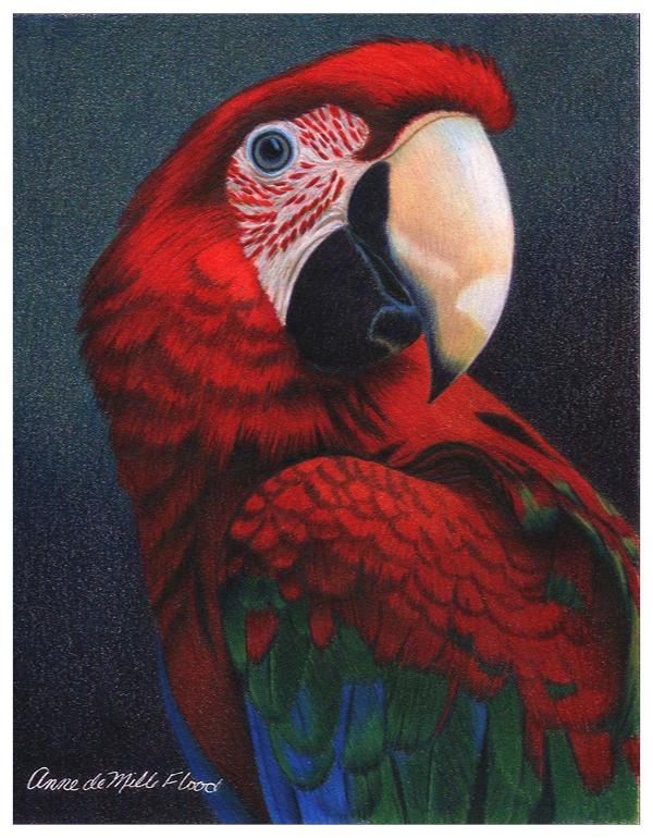 Macaw Colored Pencil Project Kit