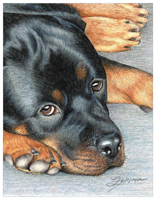Rottweiler Colored Pencil Project Kit