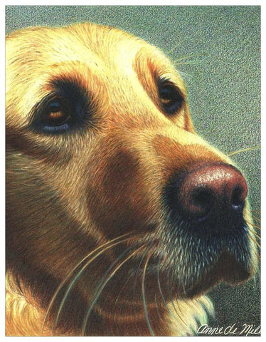 Yellow Lab Colored Pencil Project Kit