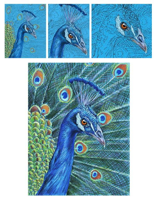 Mark Menendez: Proud Peacock Colored Pencil Tutorial | annkullberg.com